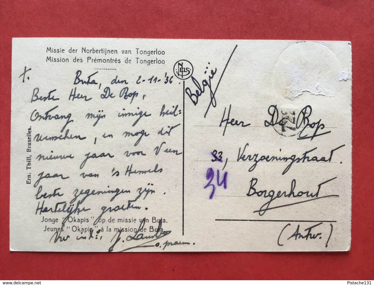 1936 MISSIE DER NORBERTIJNEN VAN TONGERLOO - JONGE OKAPIS OP DE MISSIE VAN BUTA - TONGERLO - WESTERLO - Westerlo