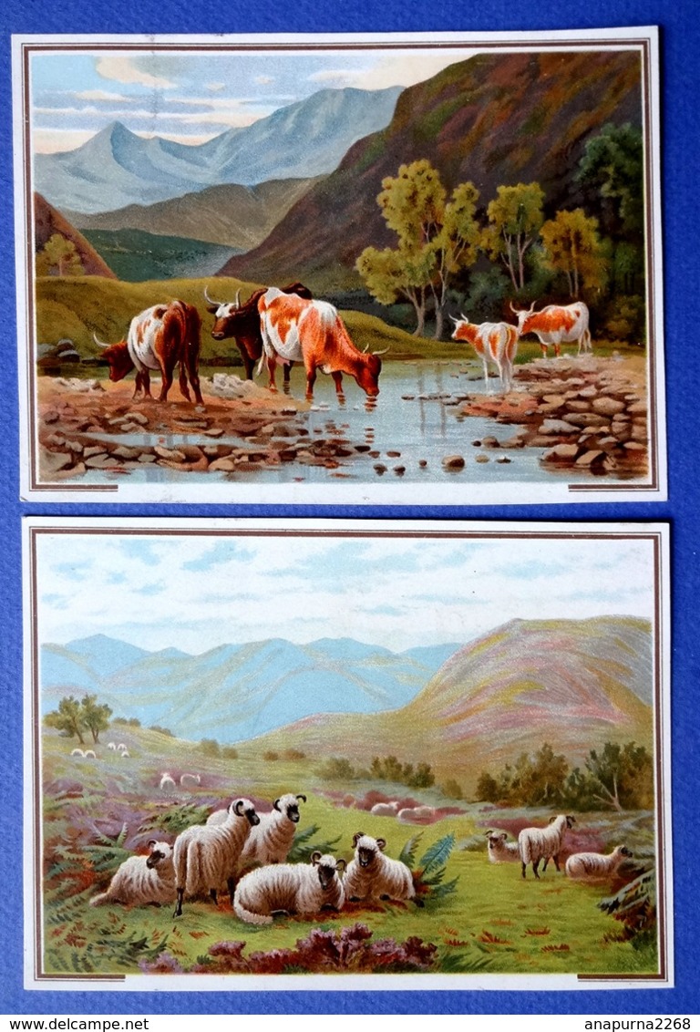 2 CHROMOS LITHOGRAPHIES...PAYSAGES DE CAMPAGNE... VACHES A LA RIVIÈRE...TROUPEAU DE MOUTONS - Autres & Non Classés