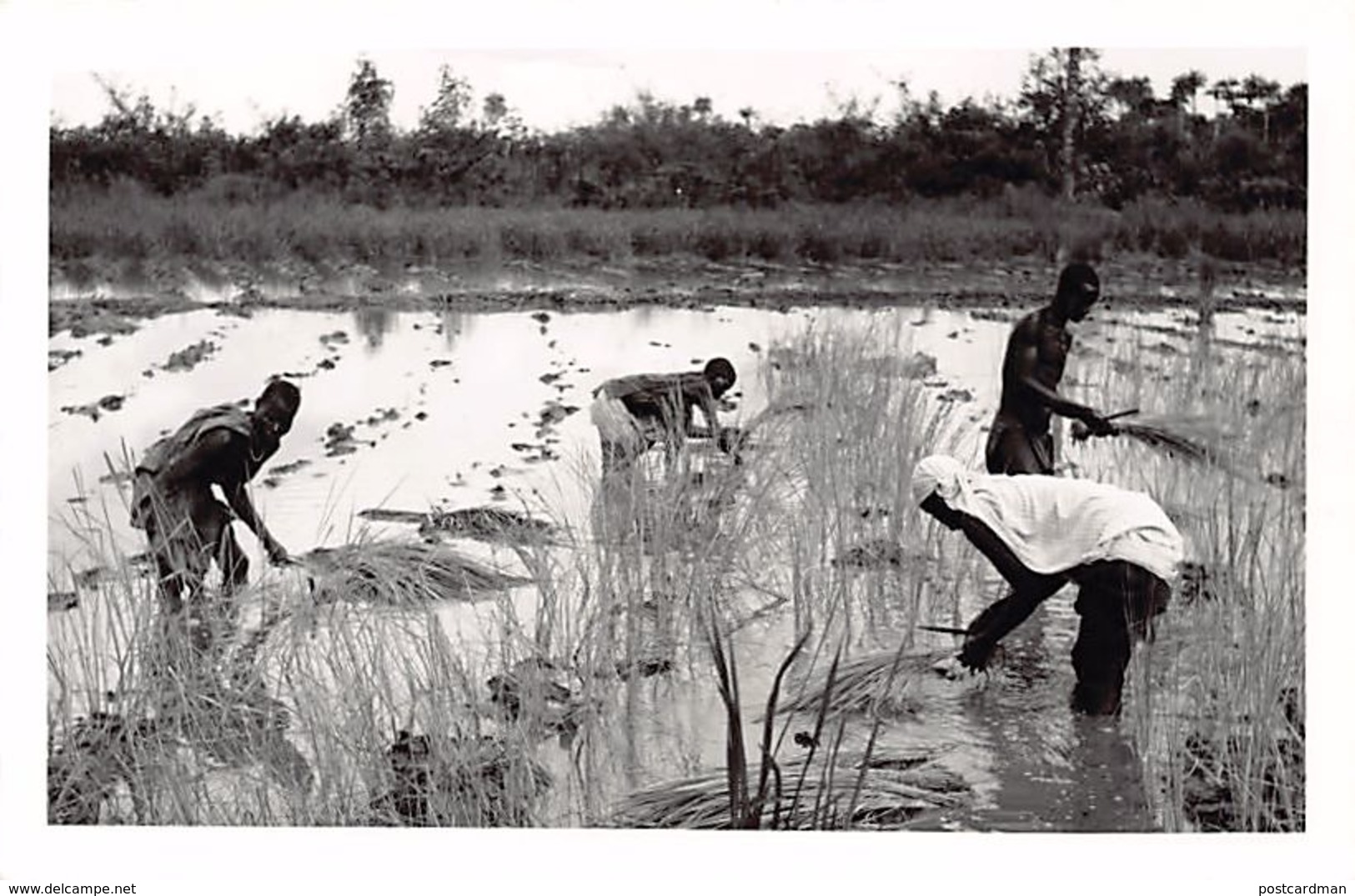 Guinea Bissau - Women Planting Rice - REAL PHOTO Foto Serra 43. - Guinea-Bissau