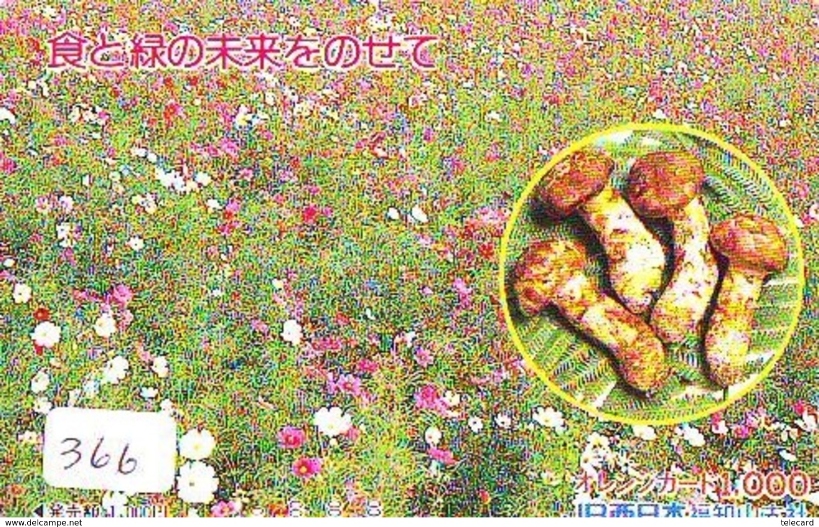 MUSHROOM CHAMPIGNON SETA Fungo Paddestoel (366) - Flores