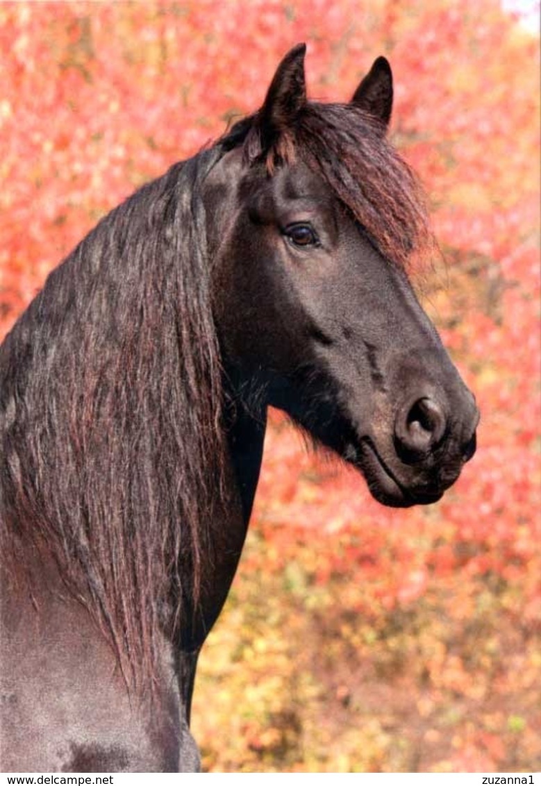 Animals, Horse, Pferde, Friese - Cavalli