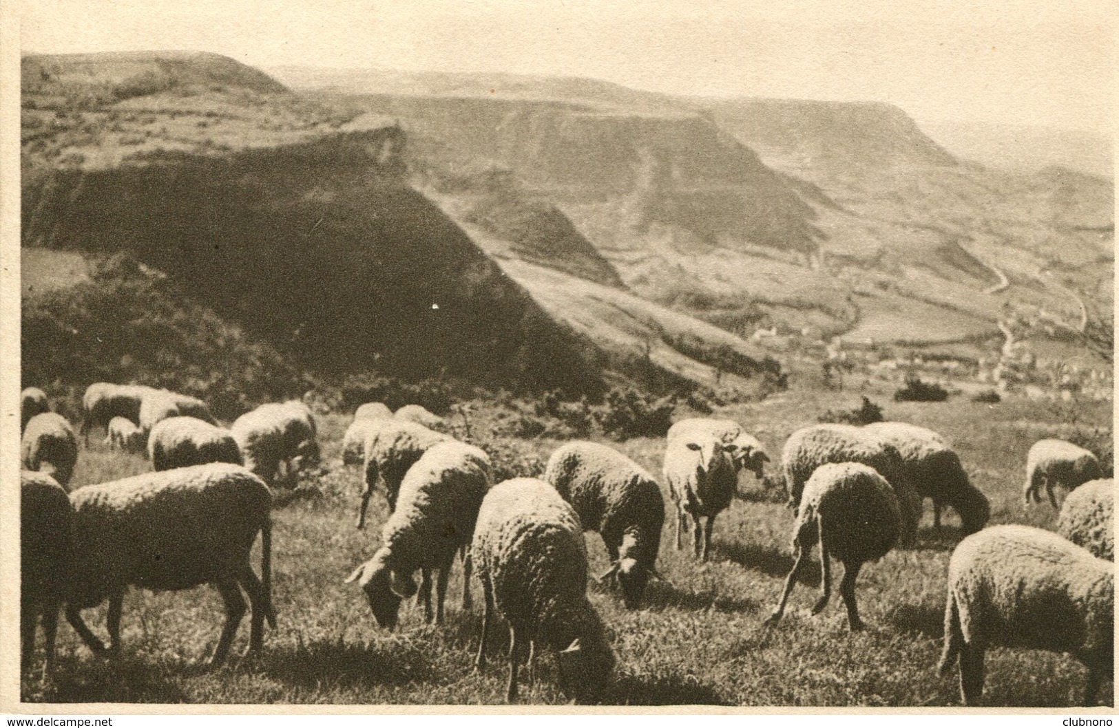 CPA - ROQUEFORT - PATURAGES SUR LES CAUSSES - Roquefort