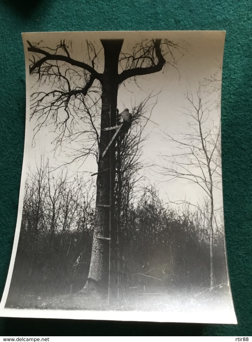 Grande Photo D’un Poilu Sur Un Observatoire Dans Un Arbre 18 X 13 Cm 1914-18 - 1914-18