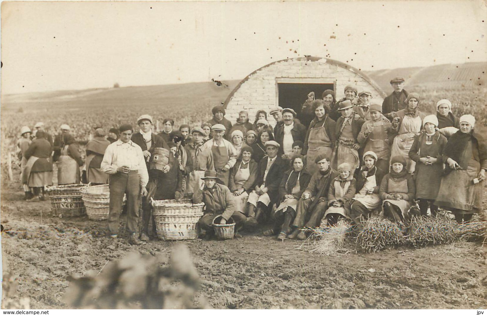 MARNE - Travailleurs Des Vignes - La Taille De La Vigne - Vendanges. CARTE PHOTO - Autres & Non Classés