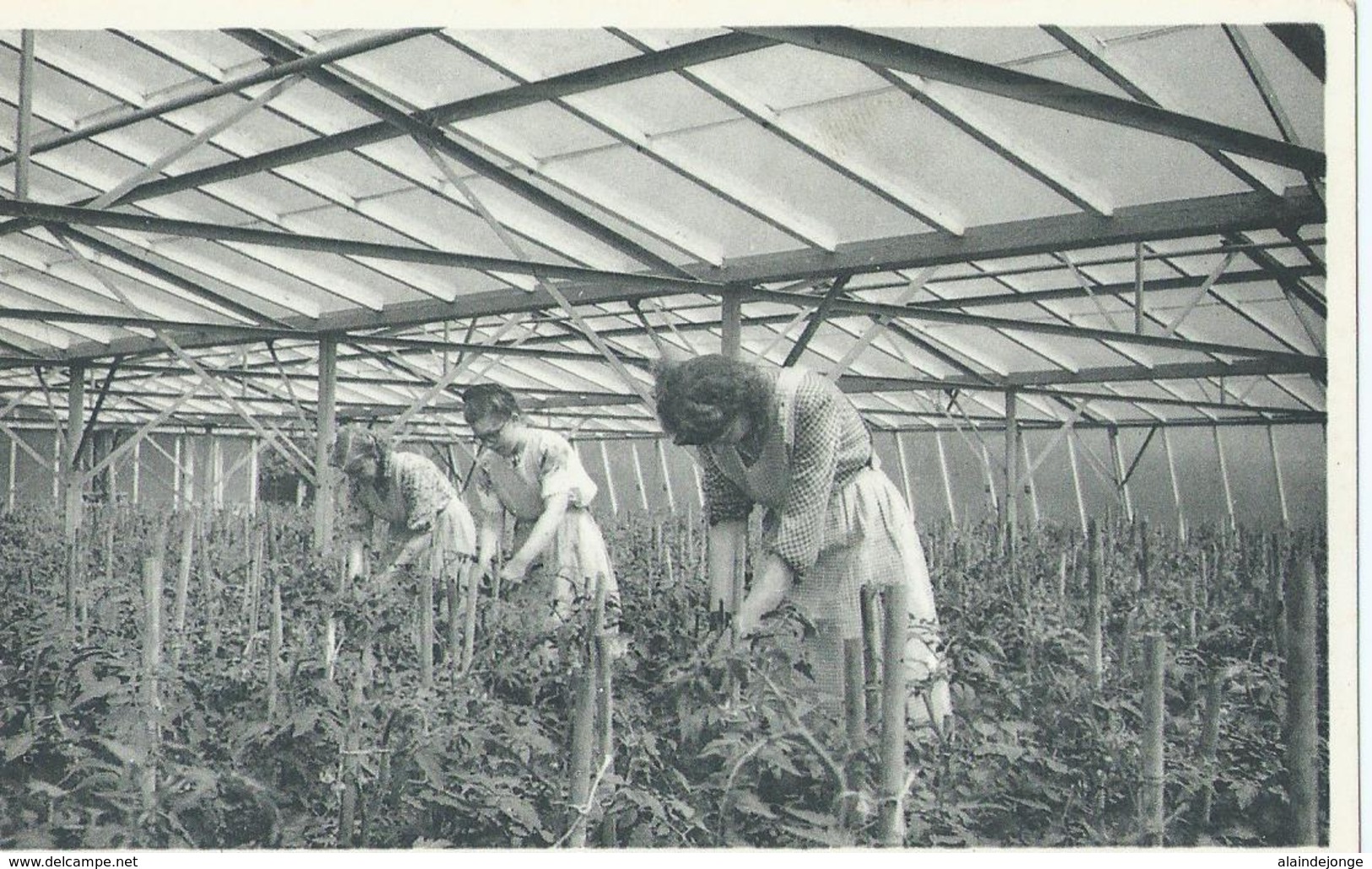 Berlaar - Landelijke Huishoudschool - Normaalafdeling - Praktische Tuinbouw - Berlaar