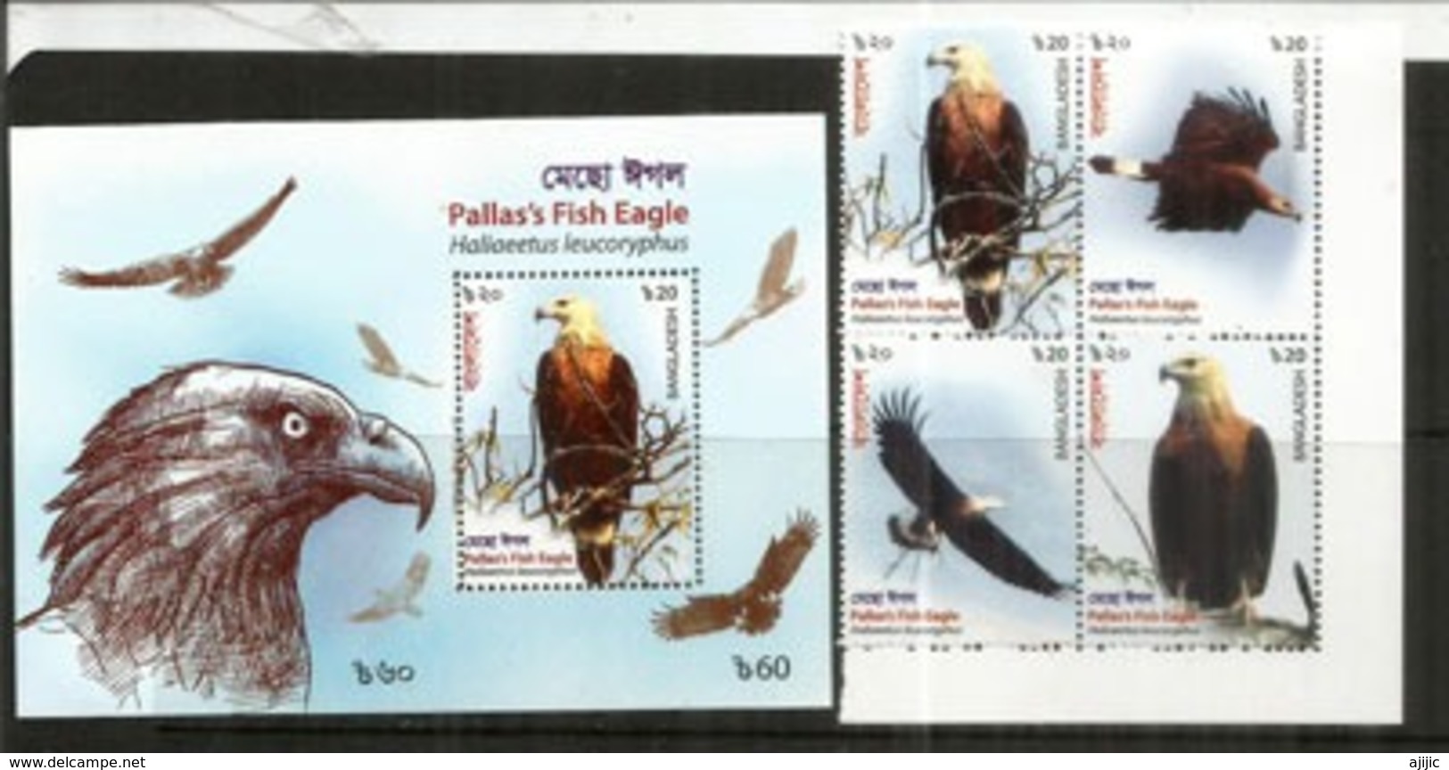 AIGLE Pygargue De Pallas, Oiseau De Proie Pêcheur Asiatique. Série + Bloc-Feuillet Neufs ** Du Bangladesh - Eagles & Birds Of Prey