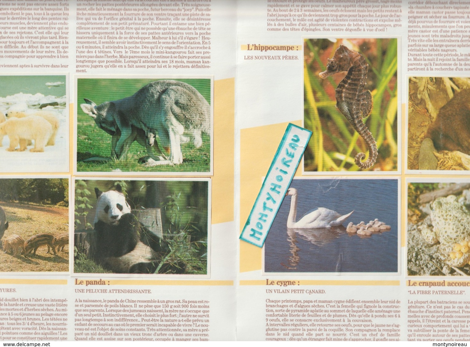 Vieux  Papier  :  Poulain  Chocolat   Image  Album  : Animaux ;panda, Ours,cygne,castor,manchot,gorille,éléphant, Etc.. - Chocolat