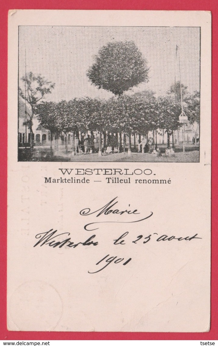 Westerlo - Marktelinde -1901 ( Verso Zien) - Westerlo