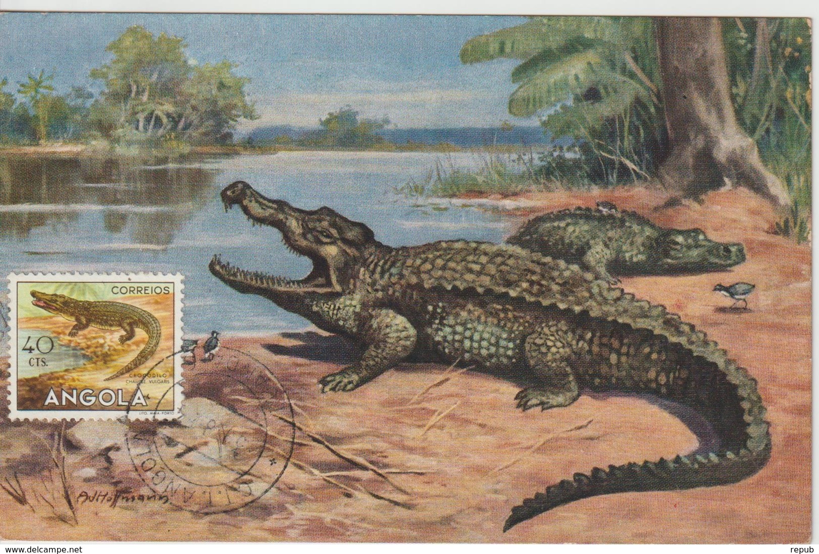 Angola Carte Maximum 1953 Crocodile 361 - Angola