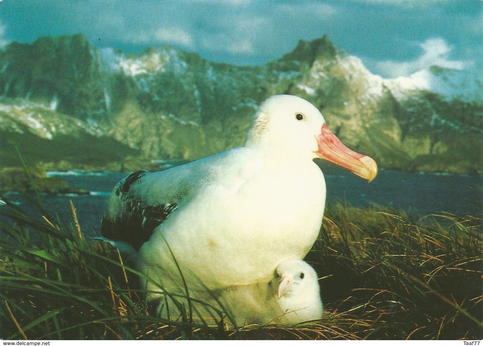 TAAF - Port Aux Français-Kerguelen: Carte Postale Albatros "Marion-Dufresne" Avec N°196 Mancoglosse - 19/01/1996 - Briefe U. Dokumente