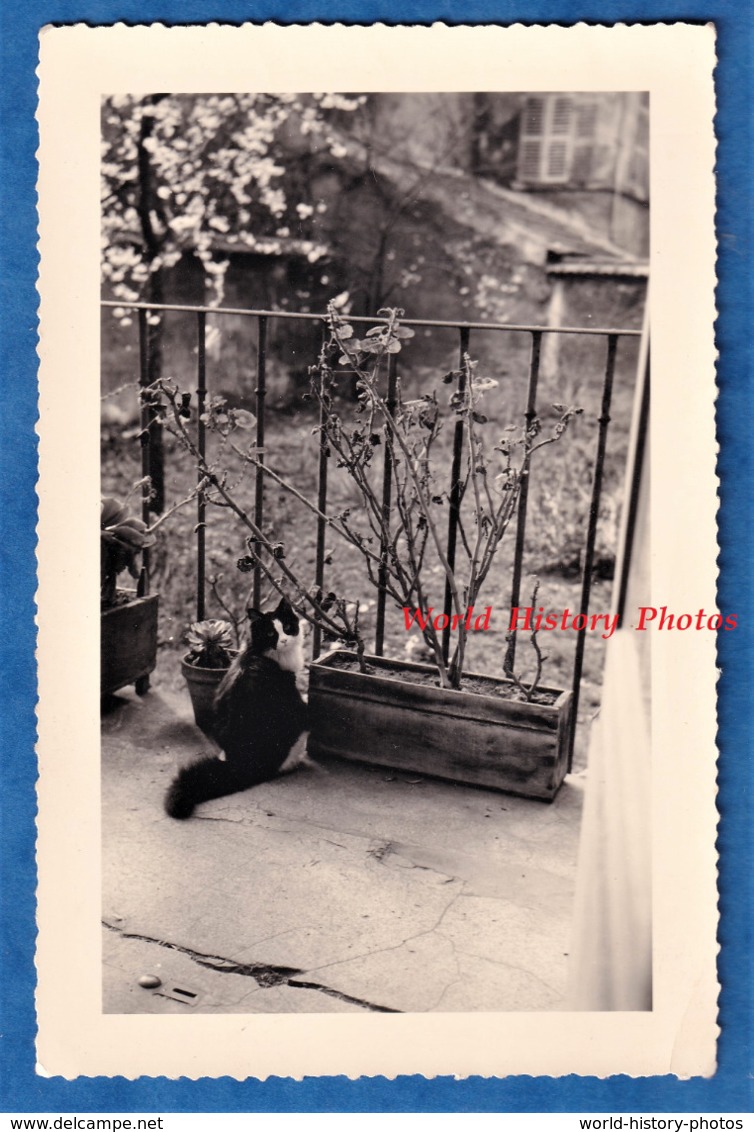 Photo Ancienne Snapshot - Portrait D'un Petit Chat Sur Un Balcon - Plante Pot De Fleur Arbre Animal Domestique - Objets