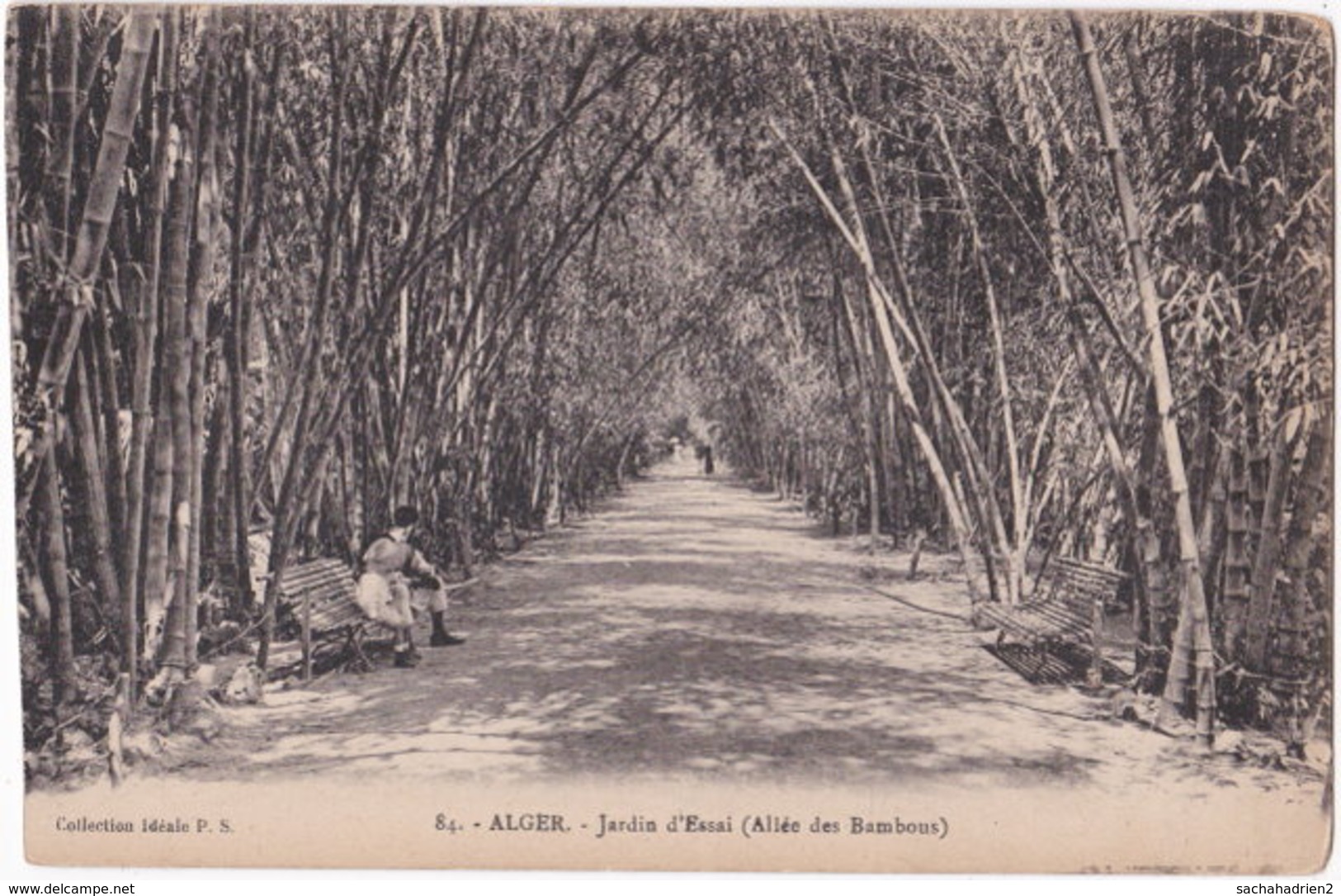 ALGER. Jardin D'Essai (Allée Des Bambous). 84 - Algiers