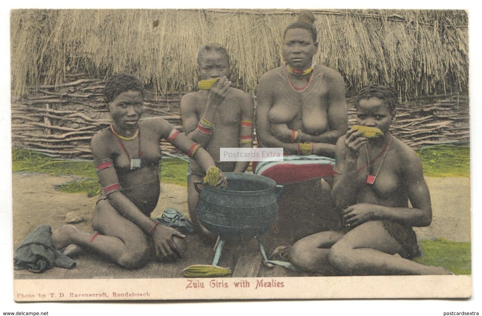 Zulu Girls With Mealies, Nude - Old South Africa Postcard - South Africa