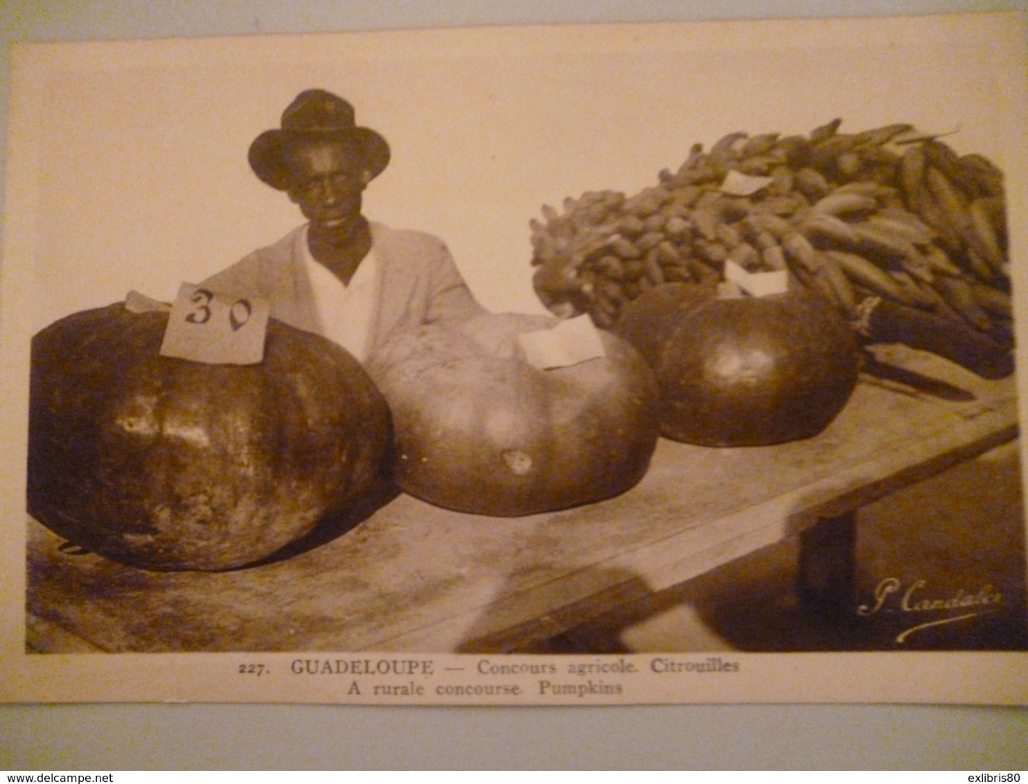 Guadeloupe   Concours Agricole Citrouilles - Autres & Non Classés