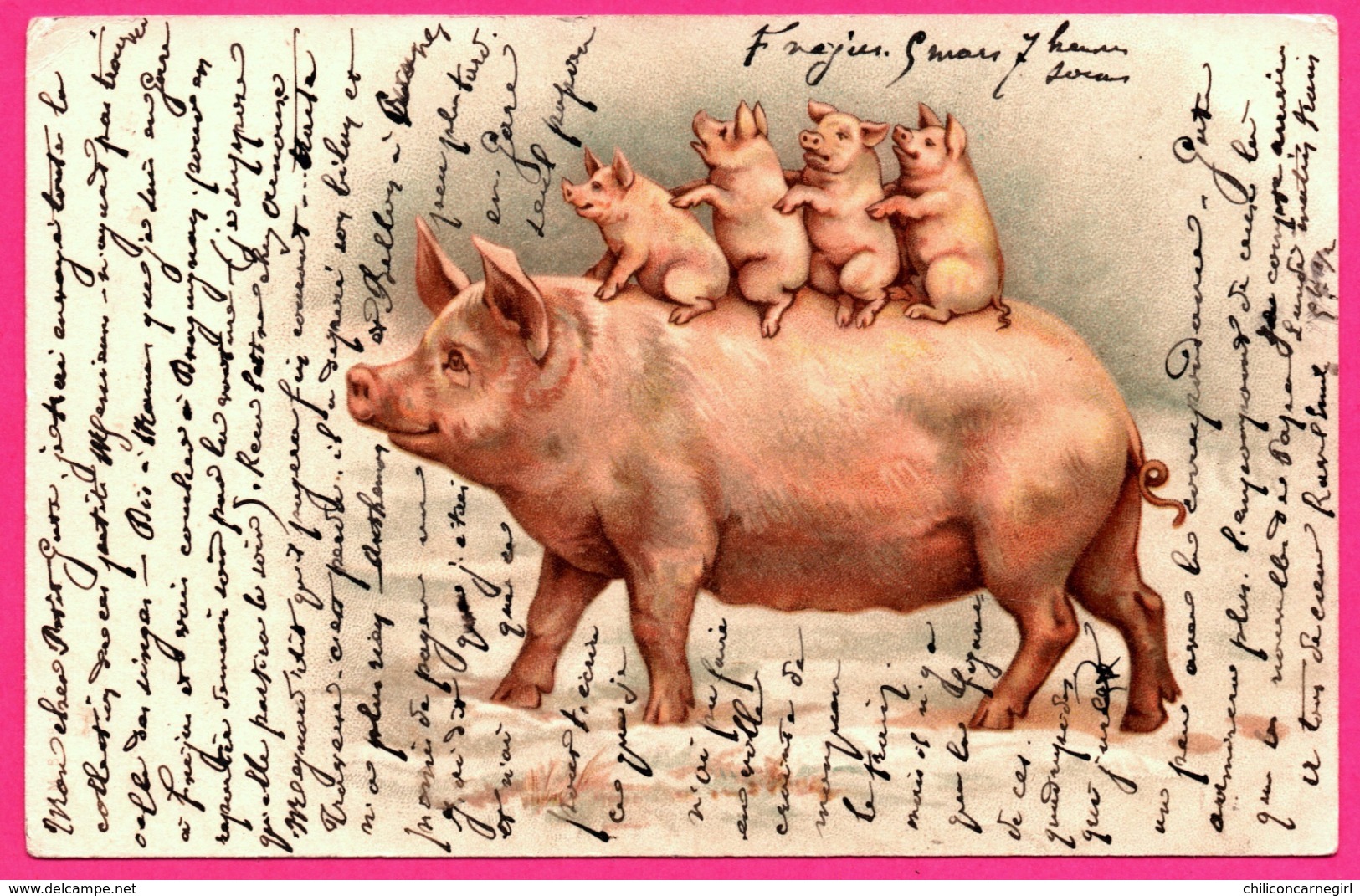 Pig - Cochon Humanisé Avec Bébé Sur Le Dos - Porcelet - Truie - Bébés - 1904 - Schweine