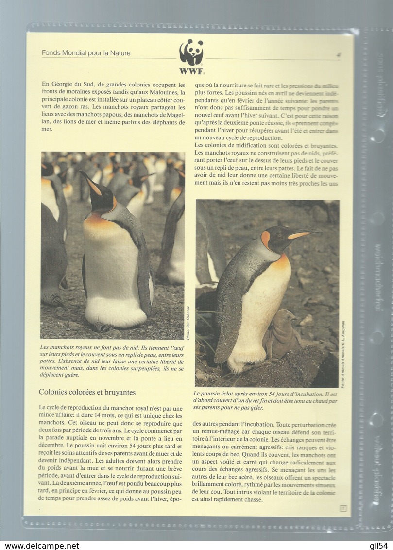 Falkland Islands 1991 King Penguin/Königspinguin WWF, Ensemble Complet -  Car116 - Collections, Lots & Series