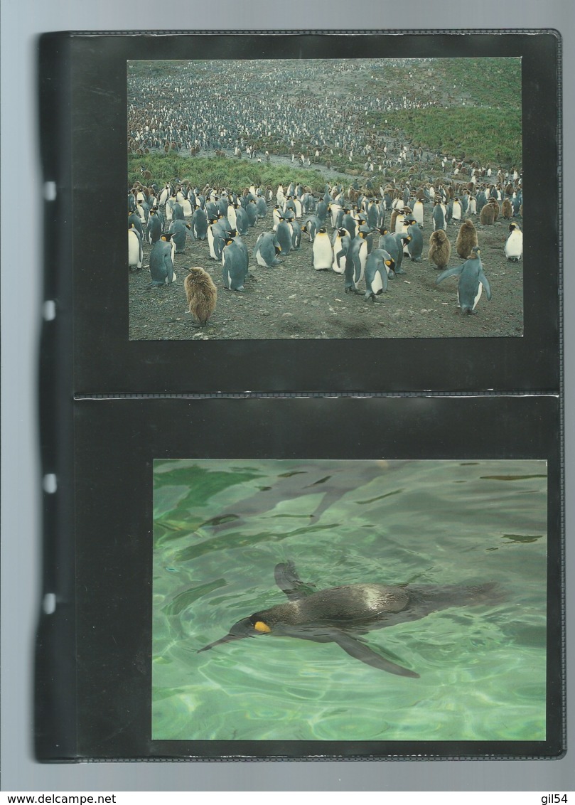 Falkland Islands 1991 King Penguin/Königspinguin WWF, ensemble complet -  car116