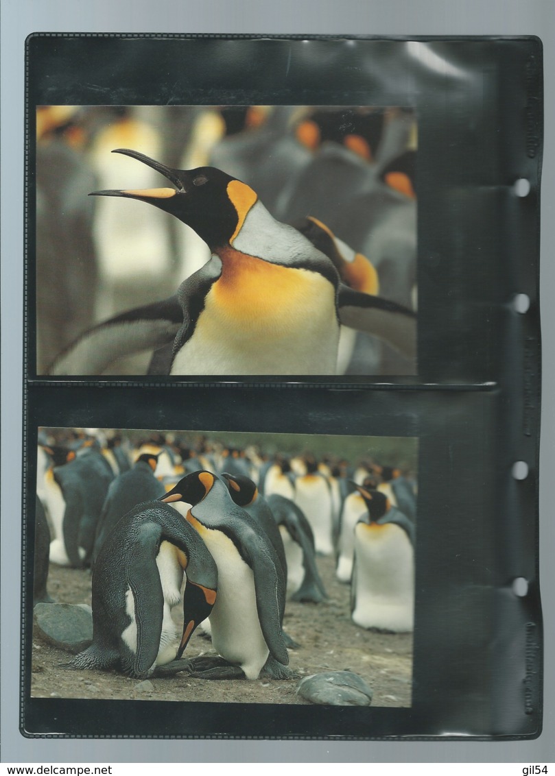 Falkland Islands 1991 King Penguin/Königspinguin WWF, ensemble complet -  car116