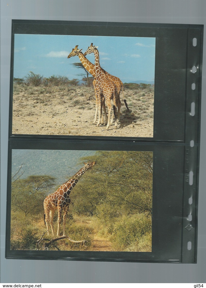 KENYA - 1989 - PROTECTION DE LA NATURE - LA GIRAFE RETICULEE - WWF - N° 474/477, ensemble complet -  car117