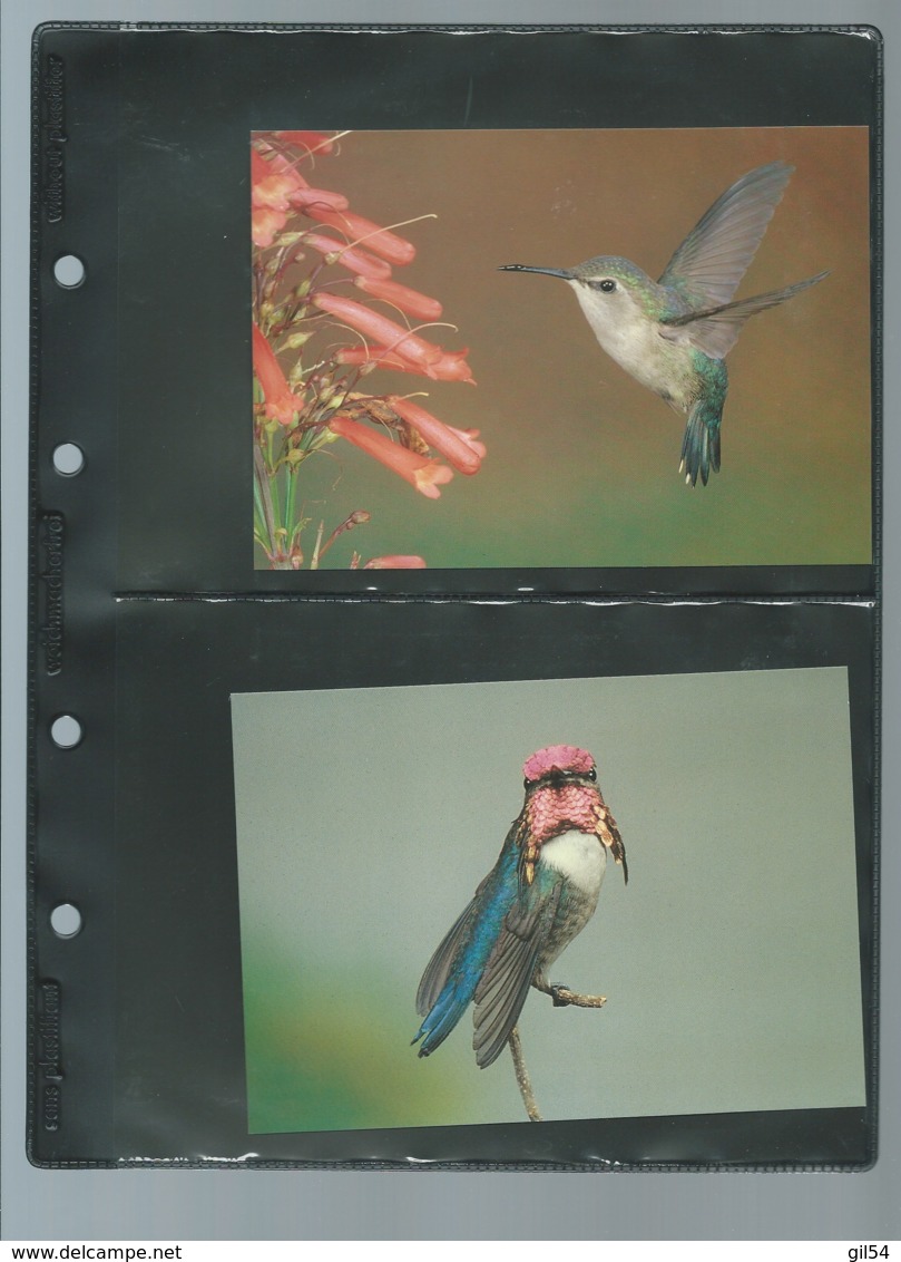 Cuba - 1992 - n°Yv. 3224 à 3227 - Oiseau-mouche / WWF ensemble complet 10 scans   -  car 121