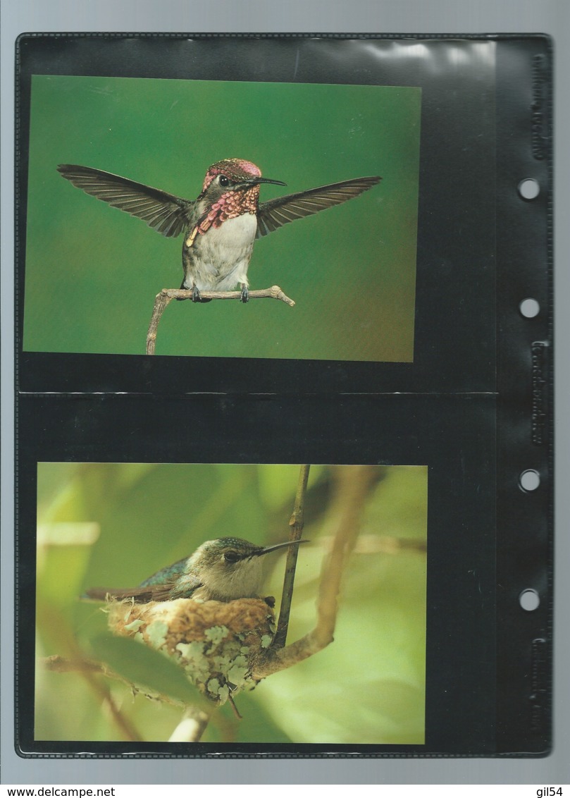 Cuba - 1992 - n°Yv. 3224 à 3227 - Oiseau-mouche / WWF ensemble complet 10 scans   -  car 121