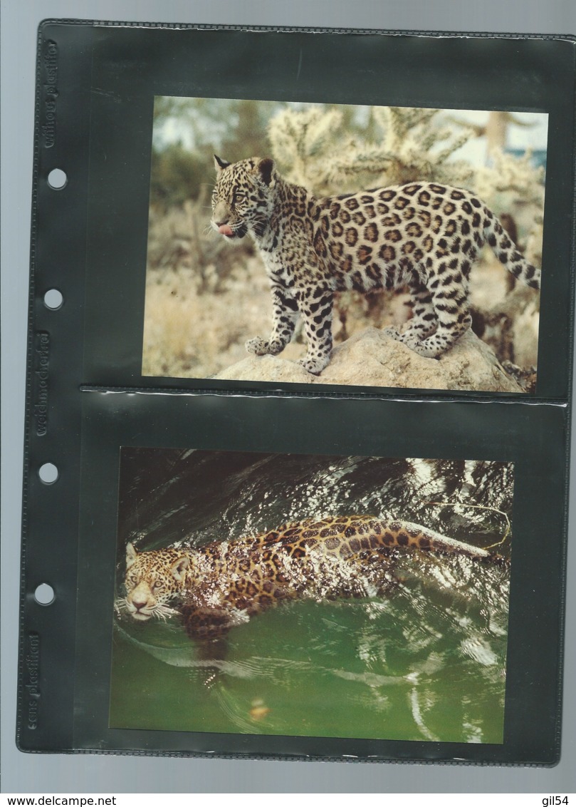 Belize 1983; WWF WildLife Fauna Animals Jaguar,     ensemble complet 10 scans   -  car 126