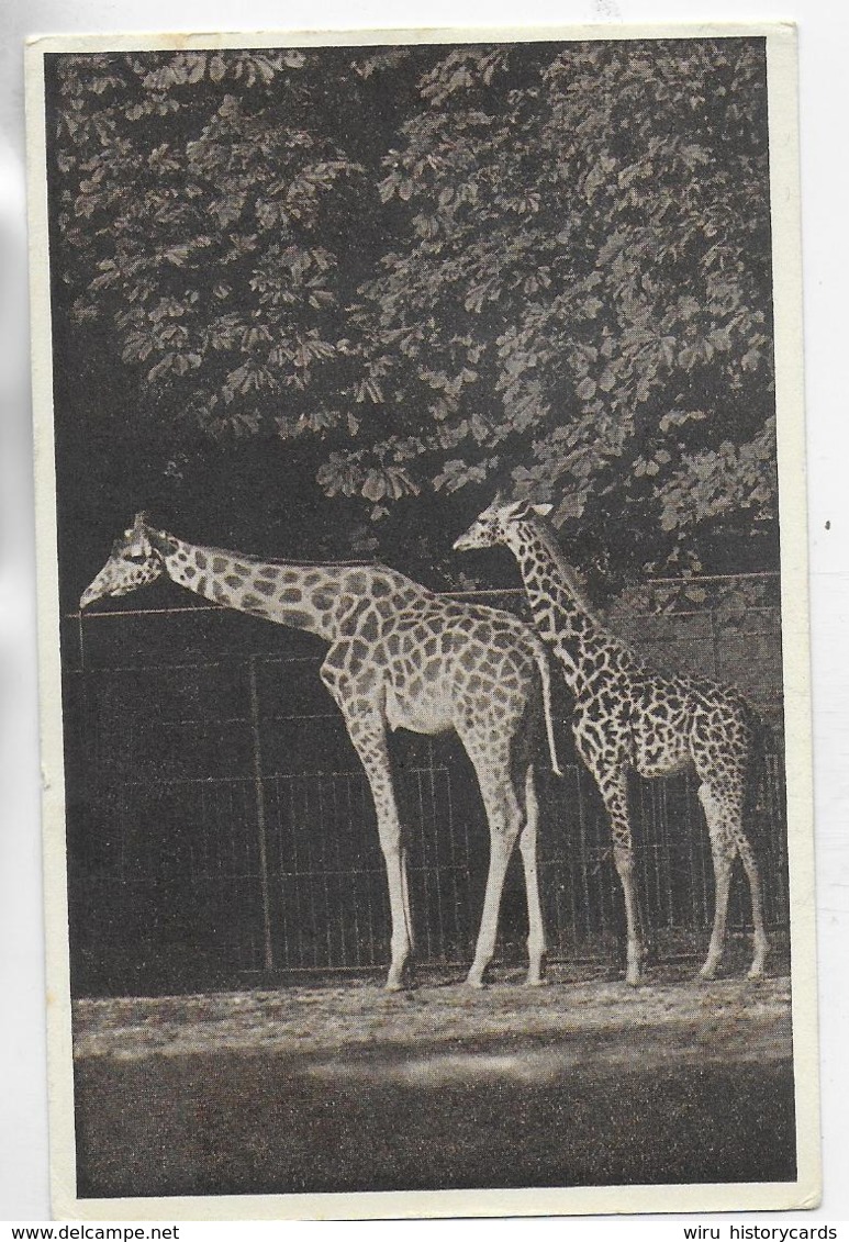 AK 0325  Wien - Tierpark Schönbrunn ( Giraffen ) Um 1920-30 - Giraffen