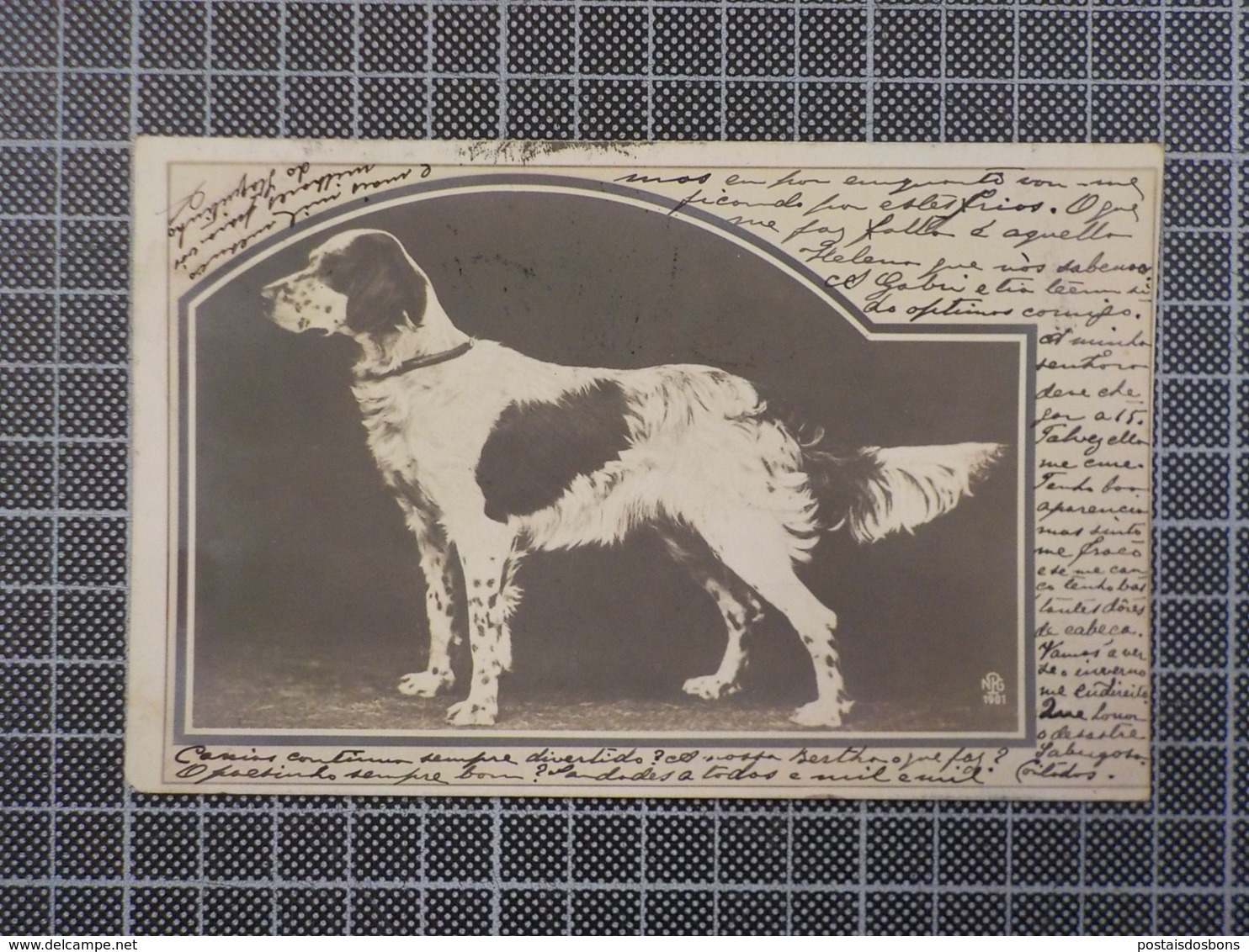 H113) Chien Dog 1902 - Hunde