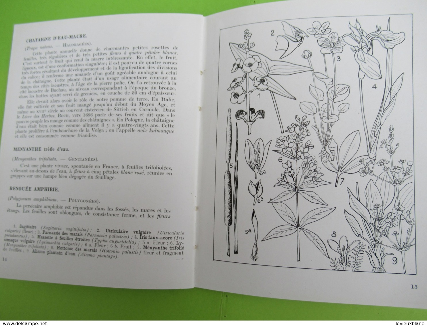 Livre / Plantes D'eau /  Bassins Fleuris /Collection " Connaitre" / Série "Horticulture"/Bailliére/ /1957  LIV179 - Garden