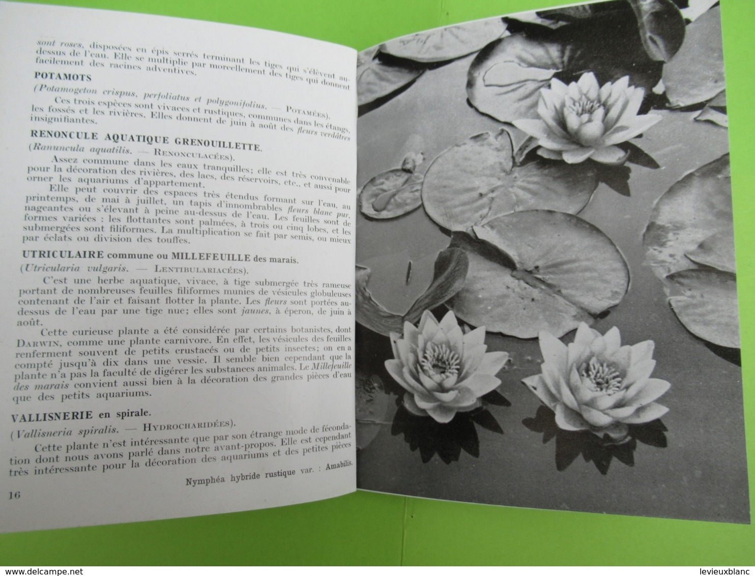 Livre / Plantes d'eau /  Bassins fleuris /Collection " Connaitre" / Série "Horticulture"/Bailliére/ /1957  LIV179