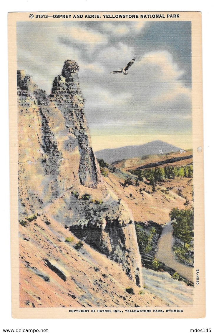 WY Yellowstone Park Osprey Aerie Vtg Haynes Linen Postcard Wyoming 31513 - USA National Parks