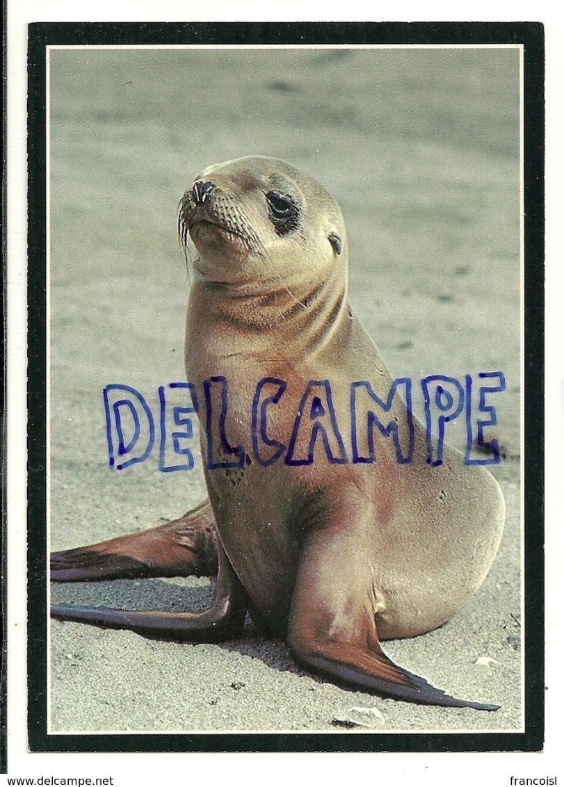 Jeune Lion De Mer. Young Sea Lion. Frank Baltis. Blake Publishing Nature Card Series - Autres & Non Classés