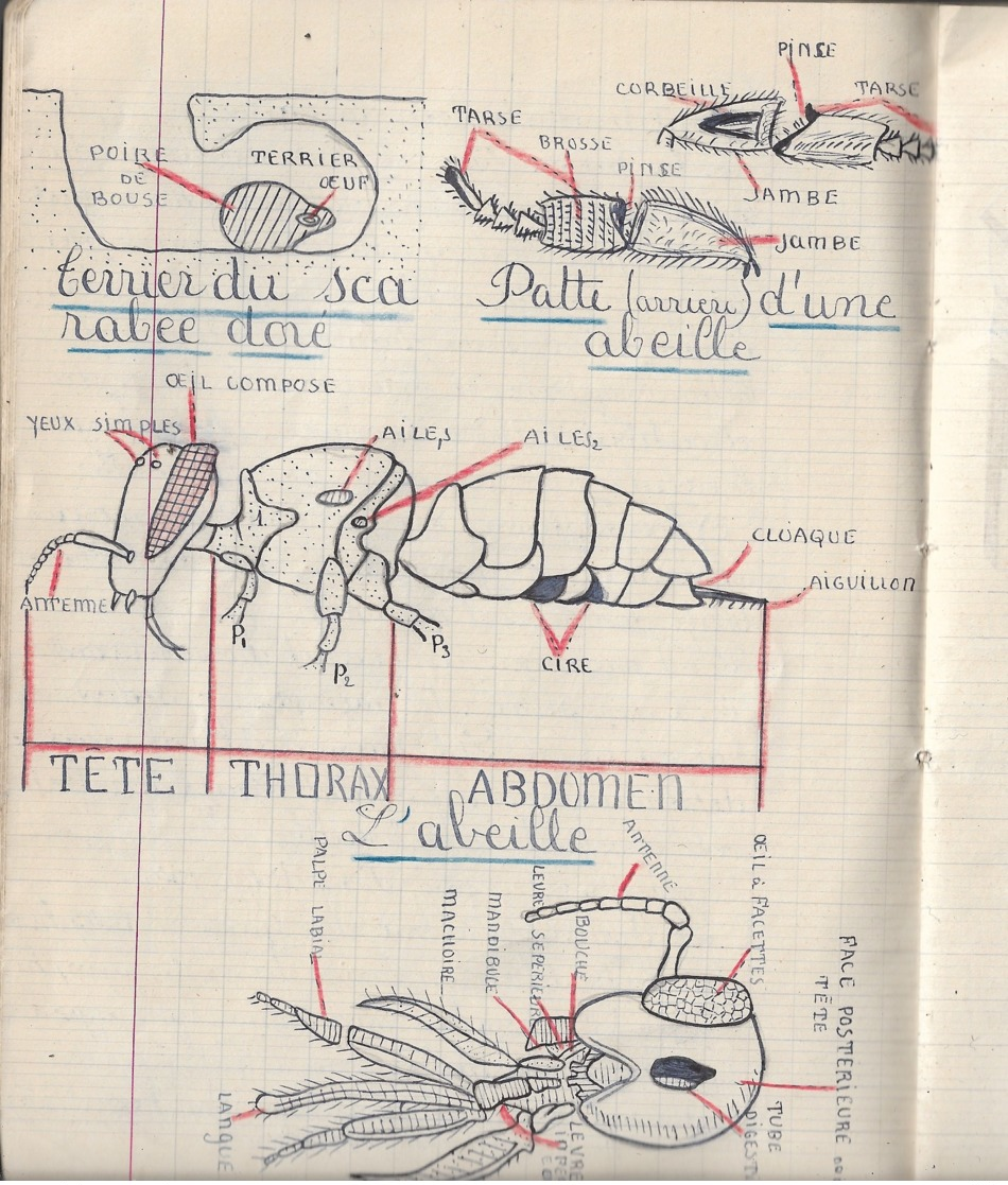 Cahier D'histoire Naturelle 1941: 80 Pages Dont Une Moitié D'llustrations Remarquables - Non Classés