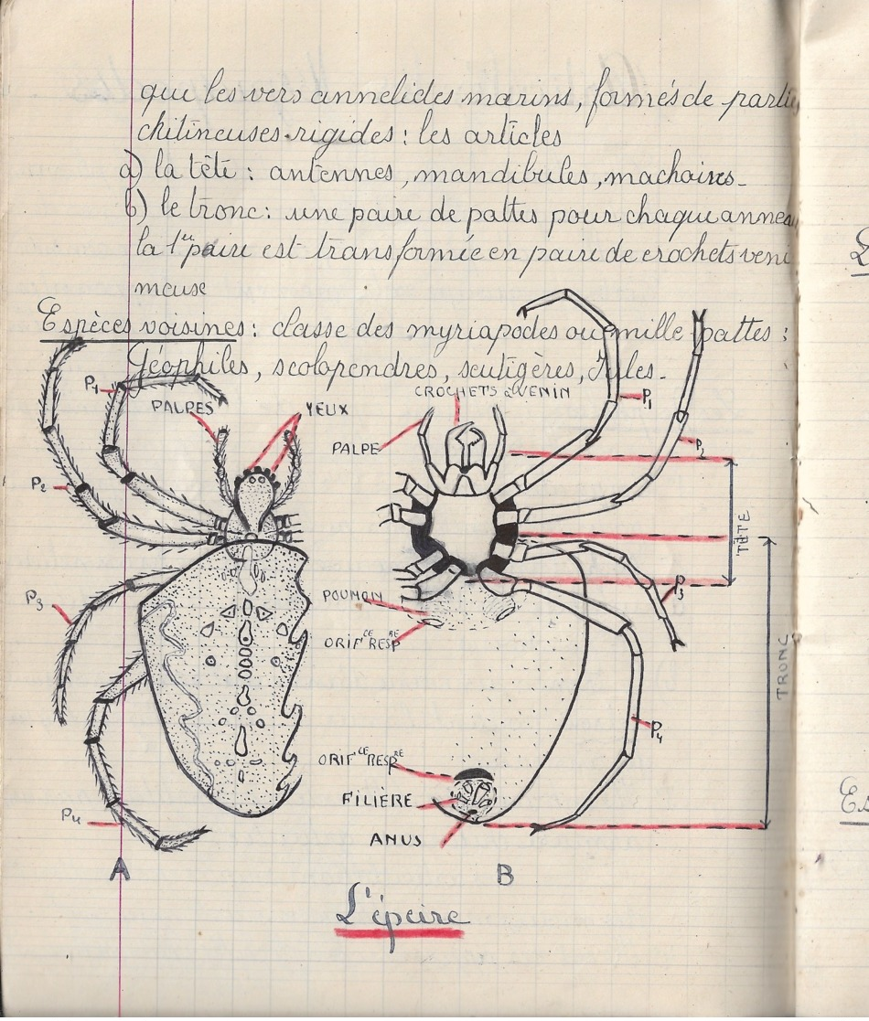 Cahier D'histoire Naturelle 1941: 80 Pages Dont Une Moitié D'llustrations Remarquables - Non Classés