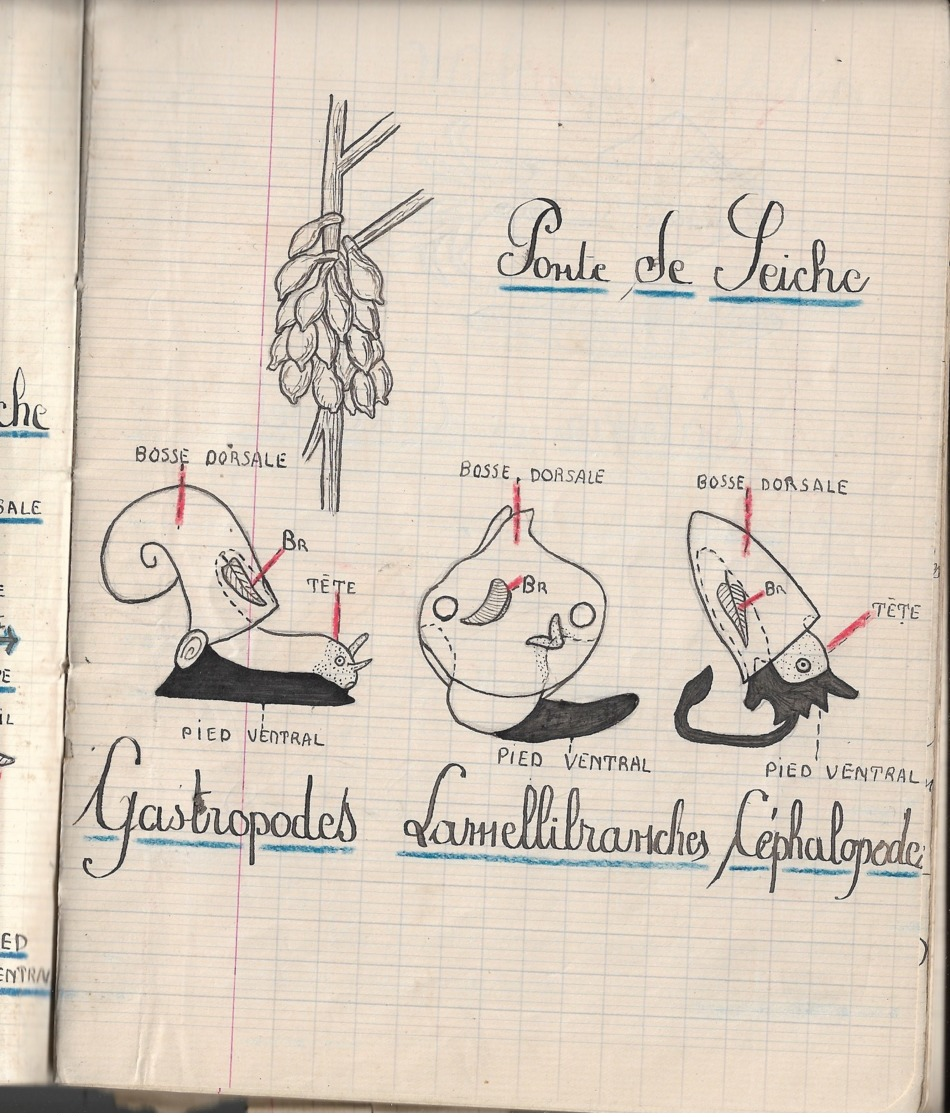 Cahier d'histoire naturelle 1941: 80 pages dont une moitié d'llustrations remarquables