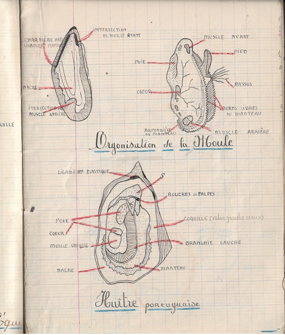 Cahier d'histoire naturelle 1941: 80 pages dont une moitié d'llustrations remarquables