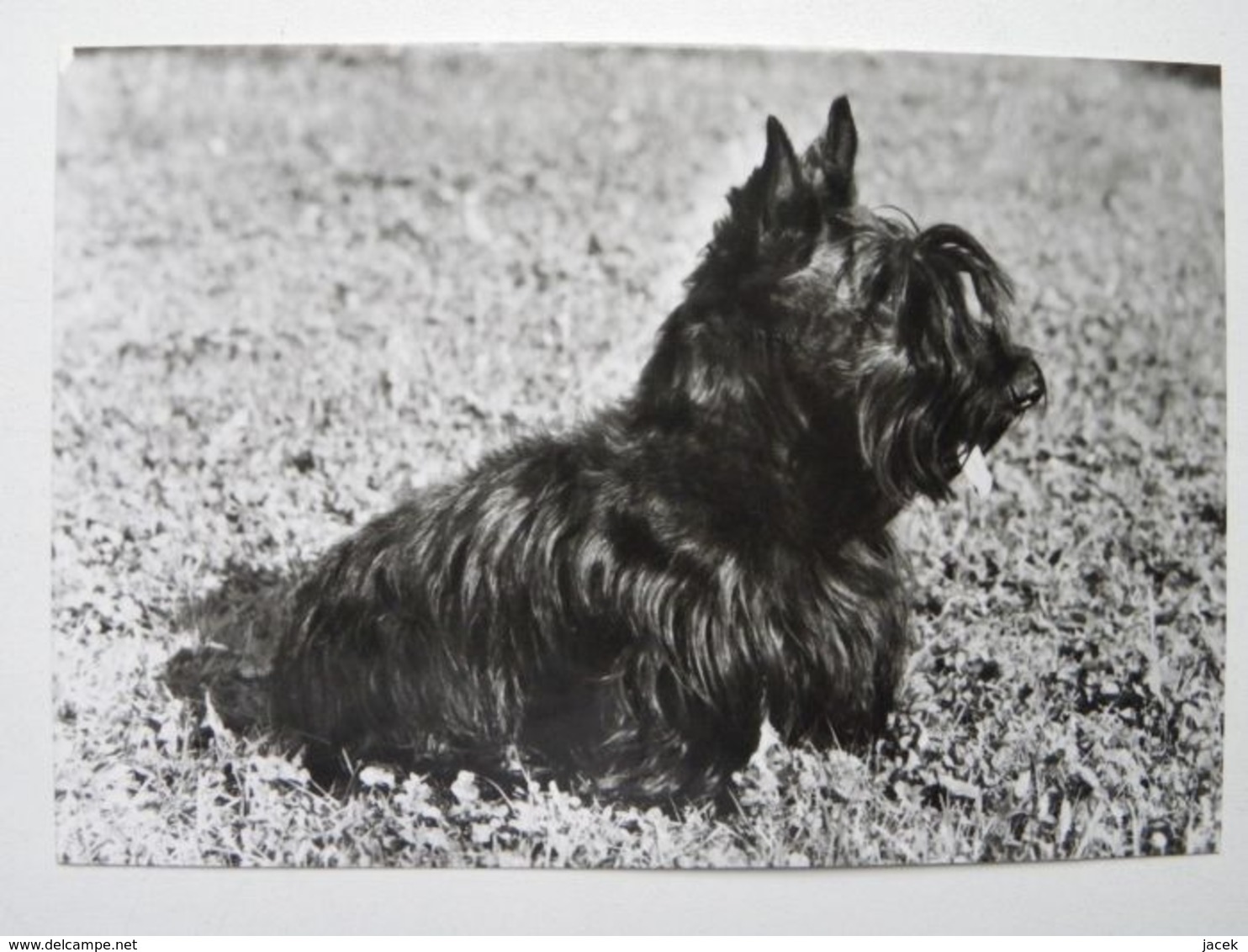 Dog  Chien  Hund / Scottish Terrier - Cani