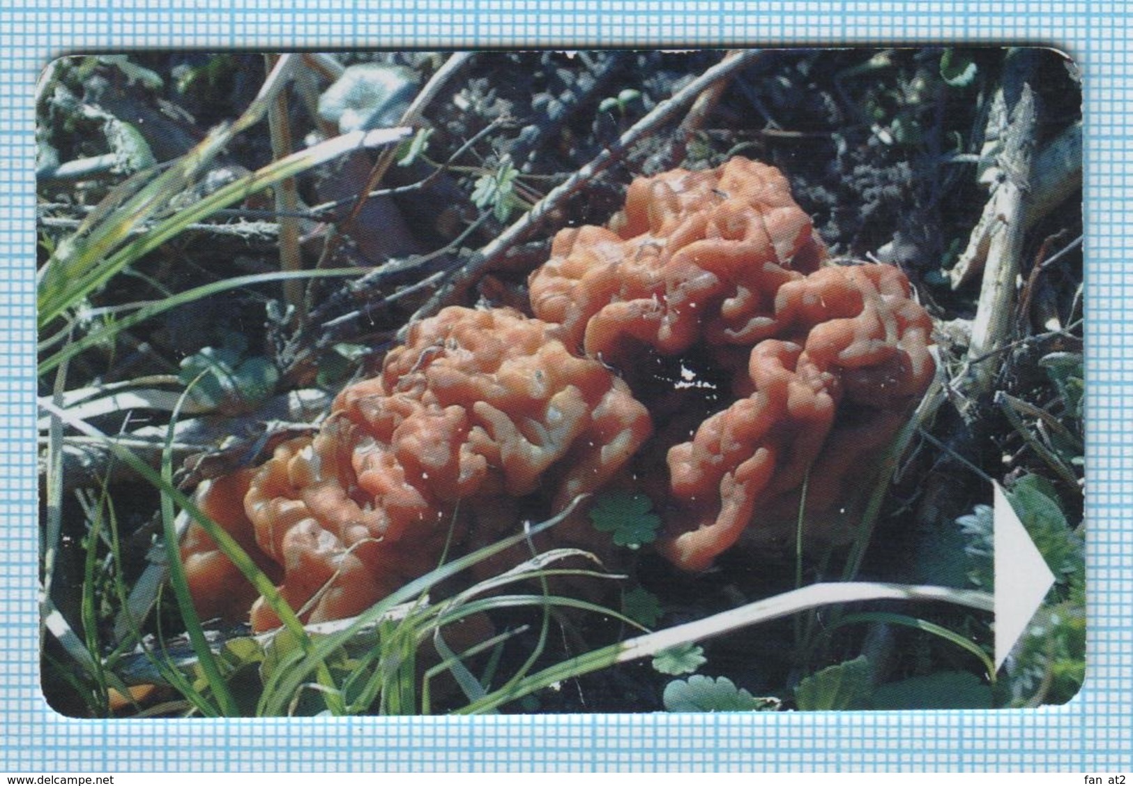 BELARUS / Phonecard / Phone Card / Beltelecom. Flora. Mushroom Stitch Gyromitra 2005 - Belarus