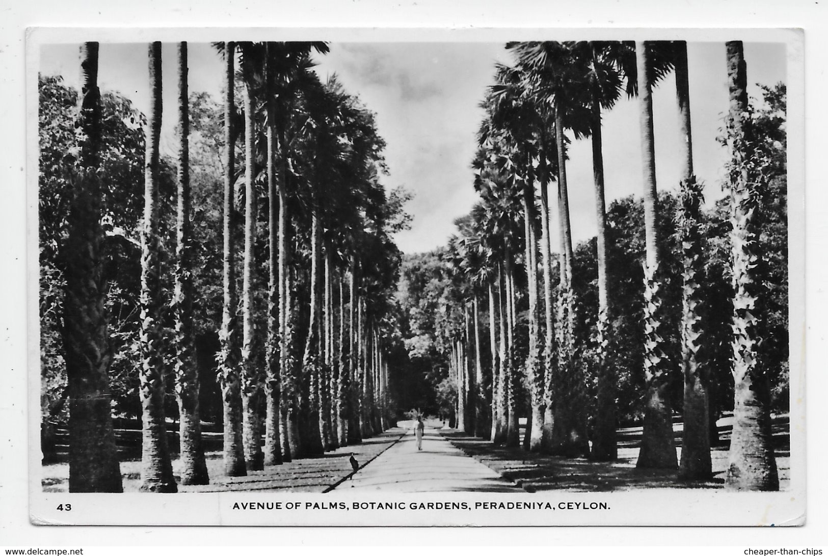 Avenue Of Palms, Botanic Gardens, Peradeniya. - Sri Lanka (Ceylon)