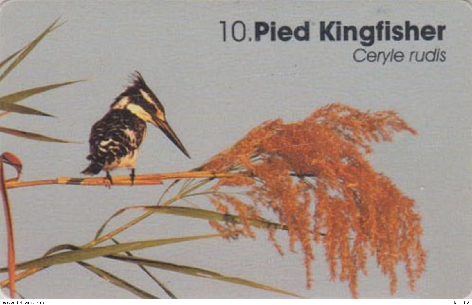 Télécarte Puce NAMIBIE - ANIMAL - OISEAU - MARTIN PECHEUR - PIED KINGFISHER BIRD NAMIBIA Chip Phonecard - 4959 - Namibie