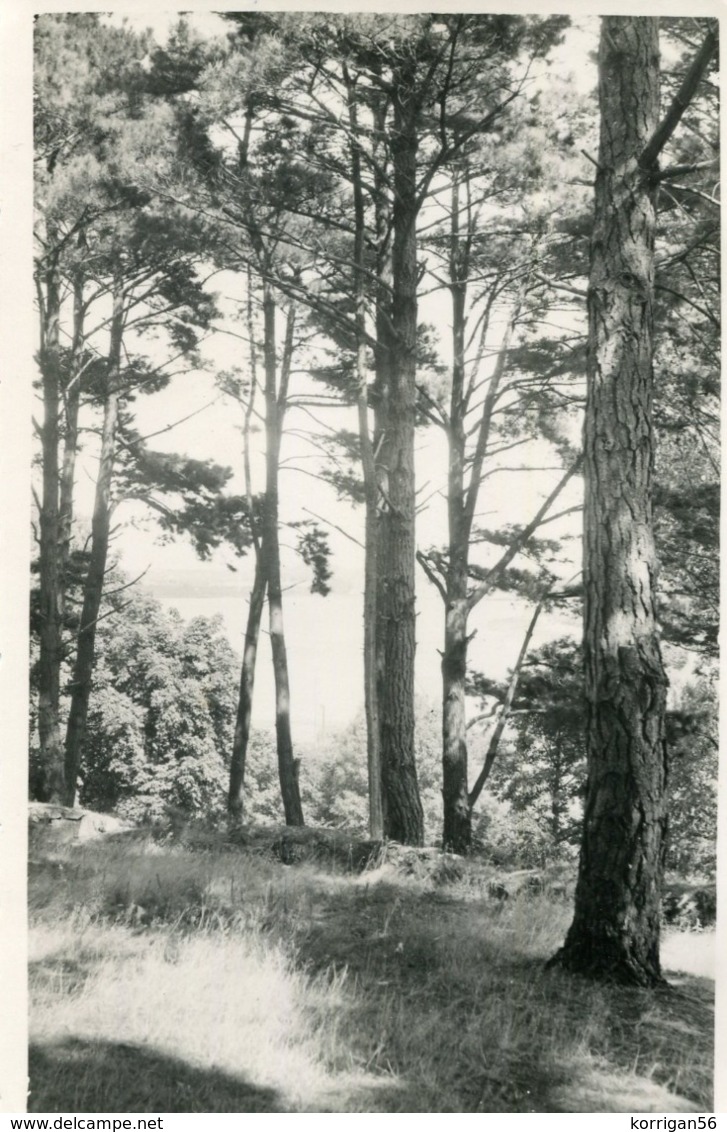 ILE  AUX MOINES ***LE BOIS EN 1950 *** PHOTO FORMAT CARTE POSTALE *** - Ile Aux Moines