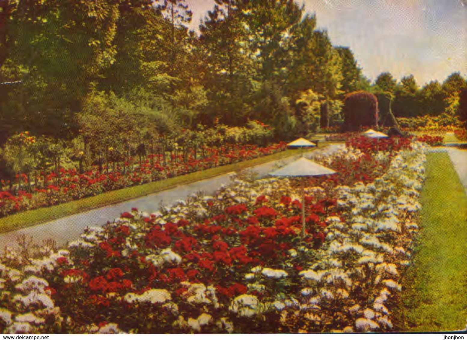 Germany - Postcard Used 1972 - Forst - Rose Garden  - 2/scans - Forst