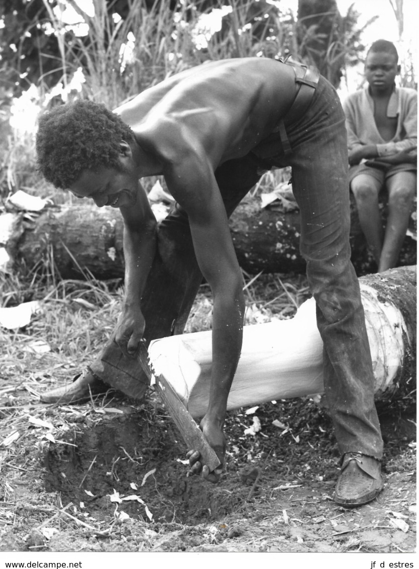 Photo Cameroun. Exploitation Du Palmier Coupé Photo Vivant Univers 1975 - Africa