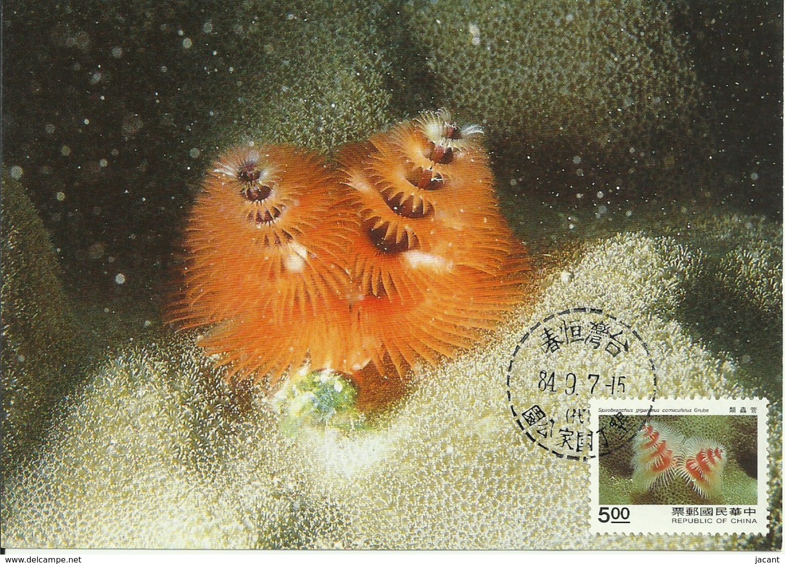 Carte Maximum - Taiwan - Oceanic Creatures - Spirobranchus Giganteus - Christmas Tree Worms - Cartoline Maximum