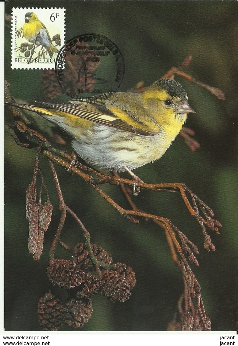 Carte Maximum - Oiseaux - Belgique - Tarin Des Aulnes - Carduelis Spinus - 1991-2000