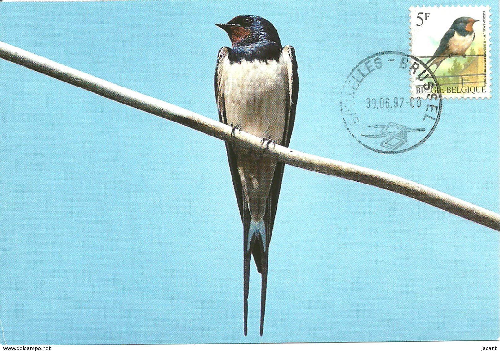 Carte Maximum - Oiseaux - Belgique - Hirondelle De CheminÃ©e - Hirundo Rustica - 1991-2000