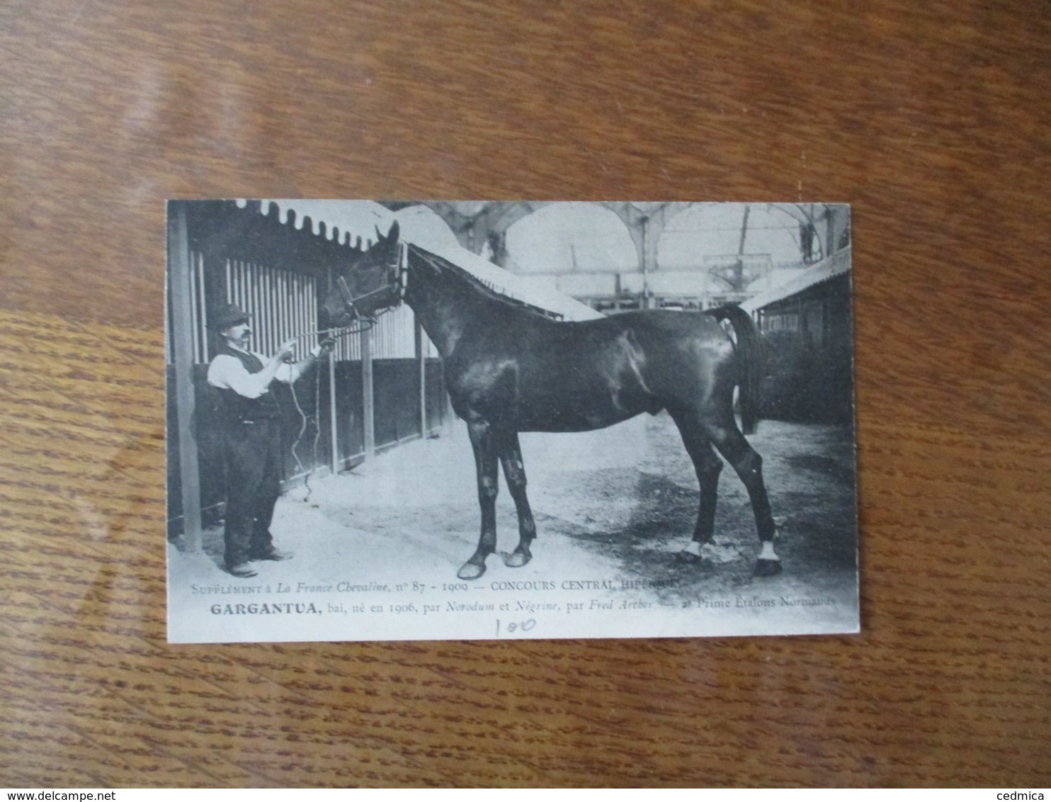 GARGANTUA,BAI,NE EN 1906,PAR NORODUM ET NEGRINE,PAR FRED ARCHER,2e PRIME,SUPPLEMENT A LA FRANCE CHEVALINE N°87-1909 - Chevaux