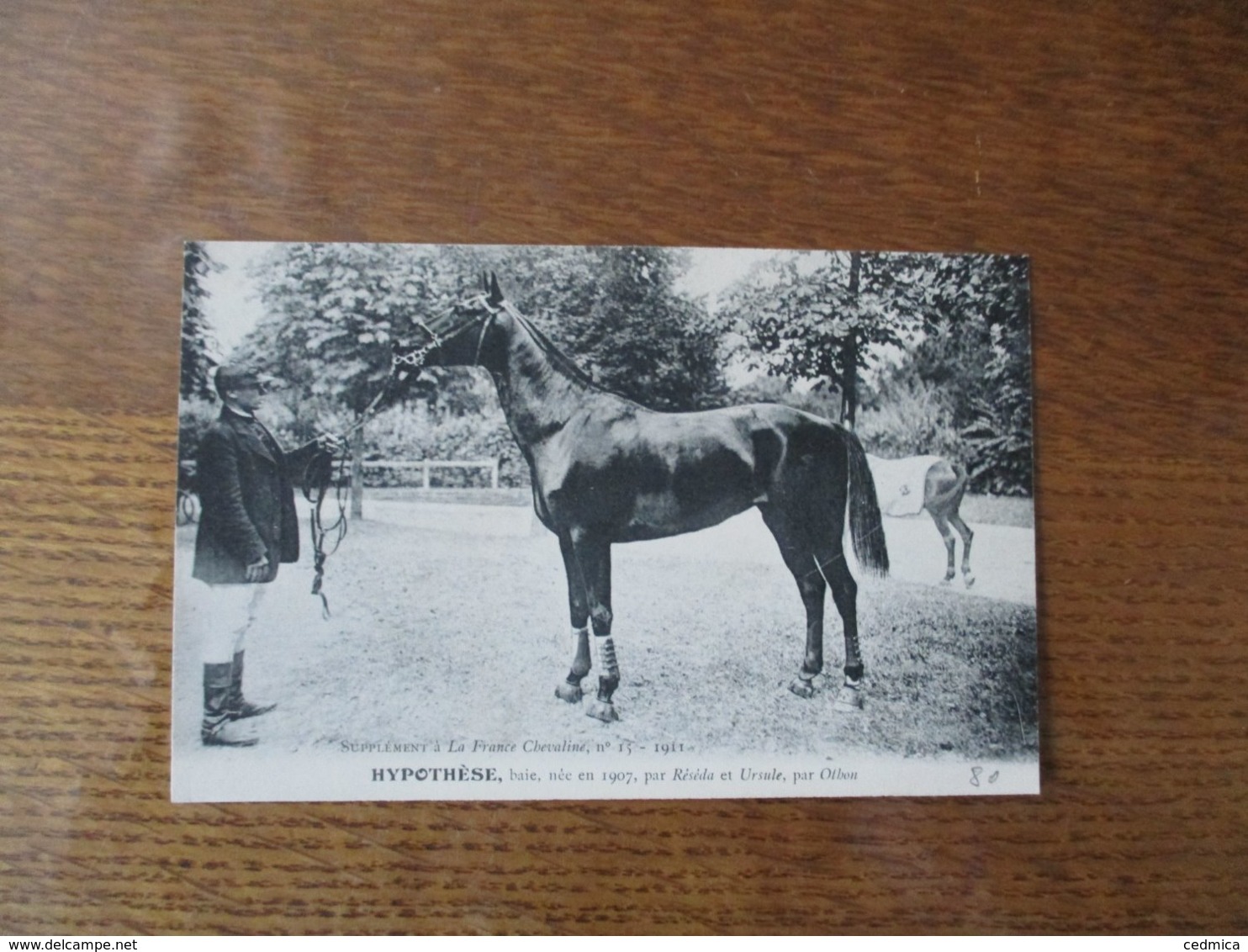HYPOTHESE,BAIE,NEE EN 1907,PAR RESEDA ET URSULE ,PAR OTHON,SUPPLEMENT A LA FRANCE CHEVALINE N° 15-1911 - Horses