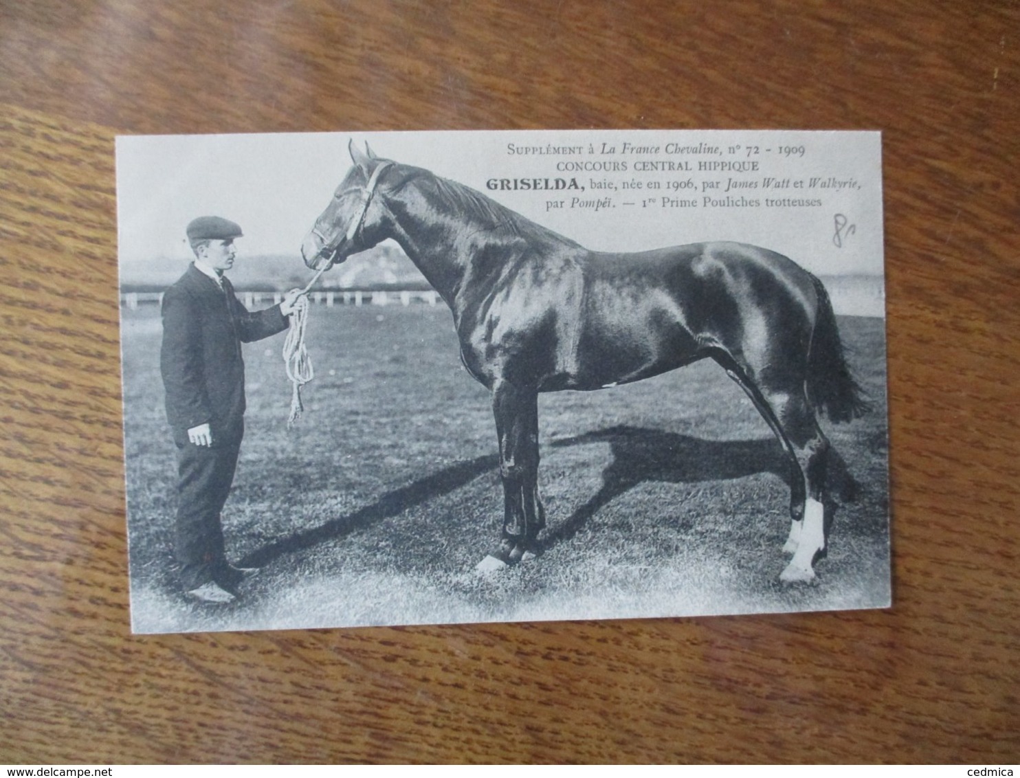 GRISELDA,BAIE,NEE EN 1906, PAR JAMES WATT ET WALKYRIE ,PAR POMPEÏ,1re PRIME, SUPPLEMENT A LA FRANCE CHEVALINE N° 72-1909 - Pferde