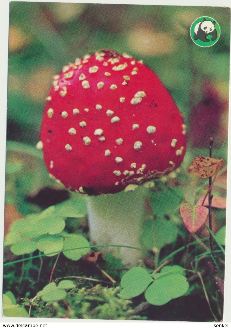 75-779 Mushrooms Fly-agaric Fliegenpilze Finland - Pilze